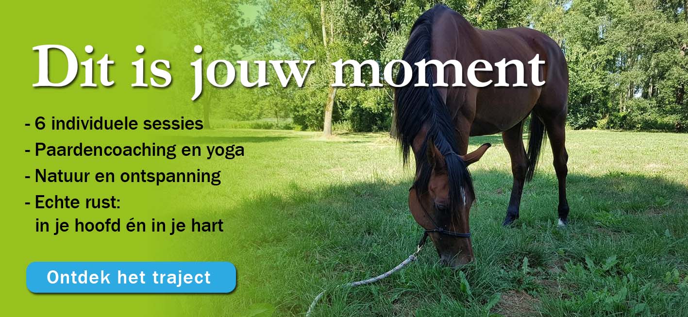 Dit is Jouw moment! Paardencoaching voor partners van PTSS patienten: ontdek het traject!