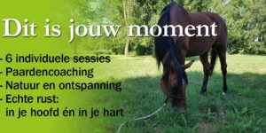 Dit is jouw moment: 6 individuele sessies. Paardencoaching. Natuur. Echte rust in je hoofd en hart.