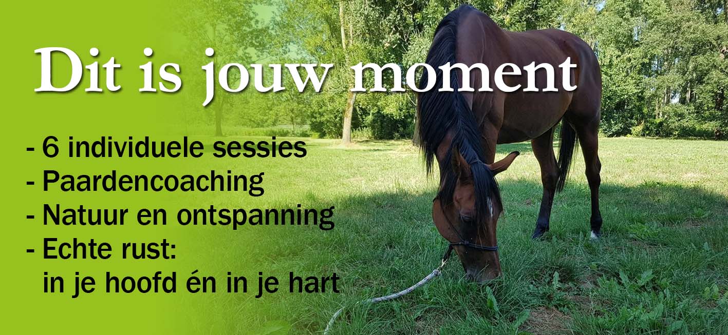 Dit is jouw moment: 6 individuele sessies. Paardencoaching. Natuur. Echte rust in je hoofd en hart.